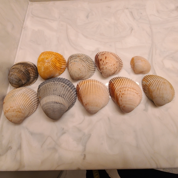 Lot of 10 Atlantic Giant Cockle Shells Dinocardium Vobustum Nautical Seashells - Picture 6 of 8